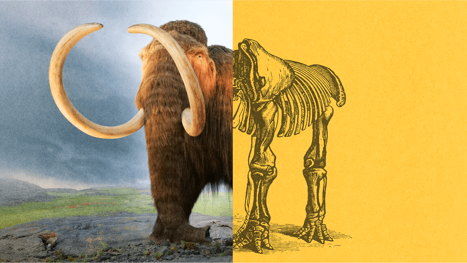 Image split in half: left side shows a woolly mammoth in a natural landscape; right side shows an illustrated mammoth skeleton on a yellow background.