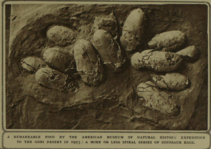 A cluster of fossilized dinosaur eggs arranged in a spiral, discovered during a 1923 American Museum of Natural History expedition to the Gobi Desert.