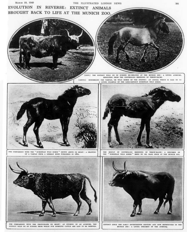 A black and white page shows five photos of cows and horses, labeled as extinct animals recreated at the Munich Zoo, with captions describing each specimen.
