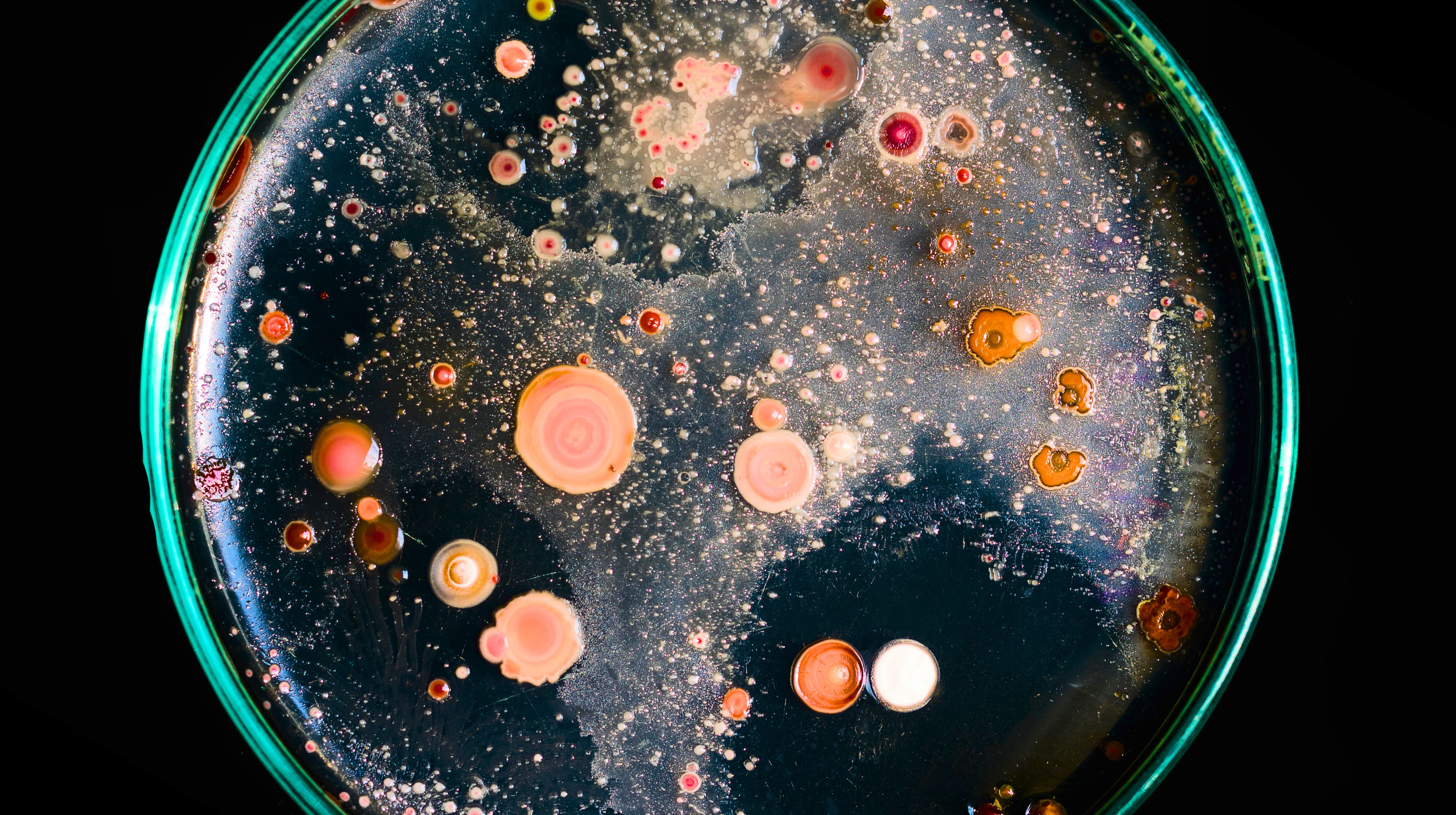 A petri dish containing various colorful bacterial colonies growing on agar, viewed from above against a dark background.