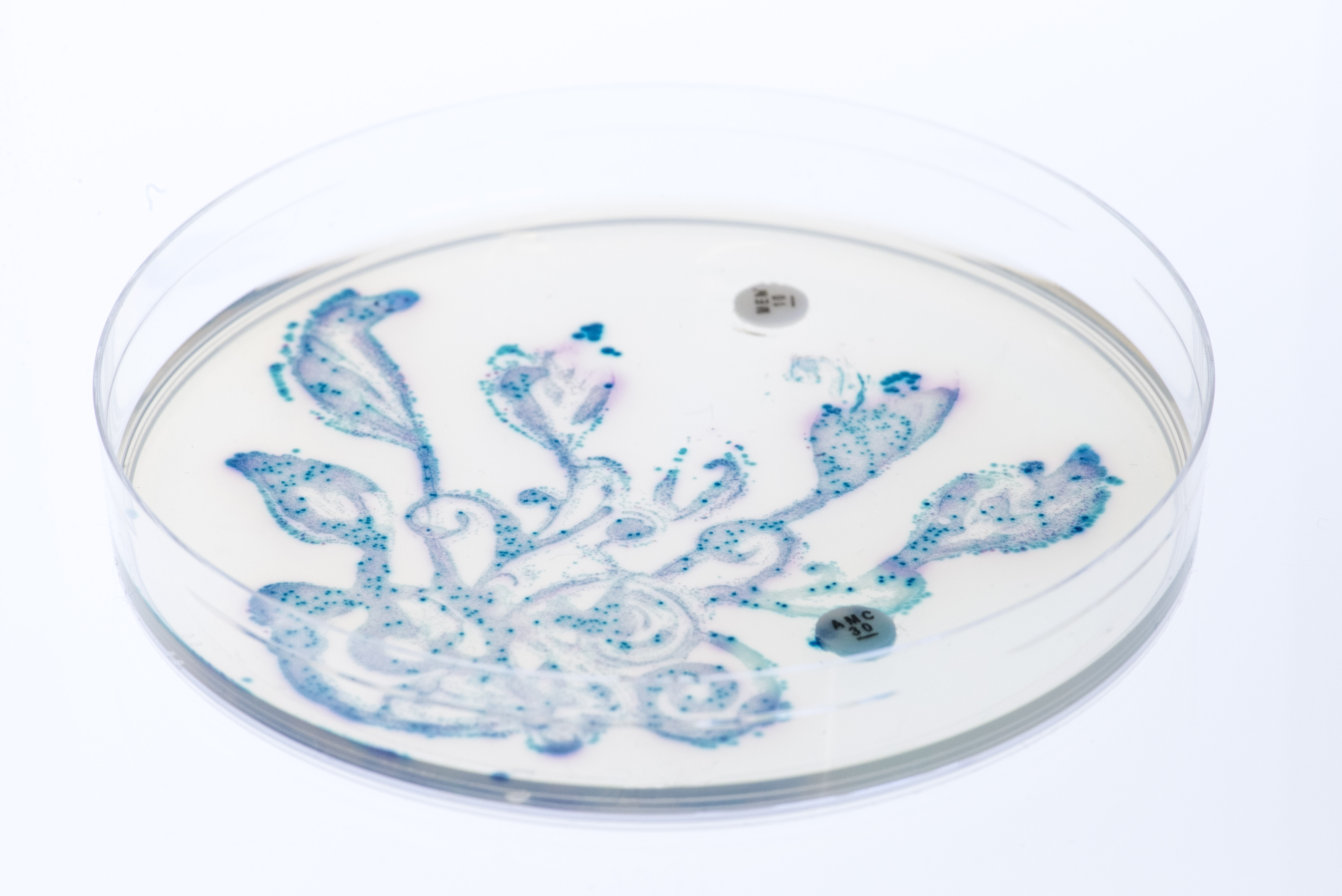 A petri dish with a white agar surface displaying a blue and purple floral pattern and two small round discs.