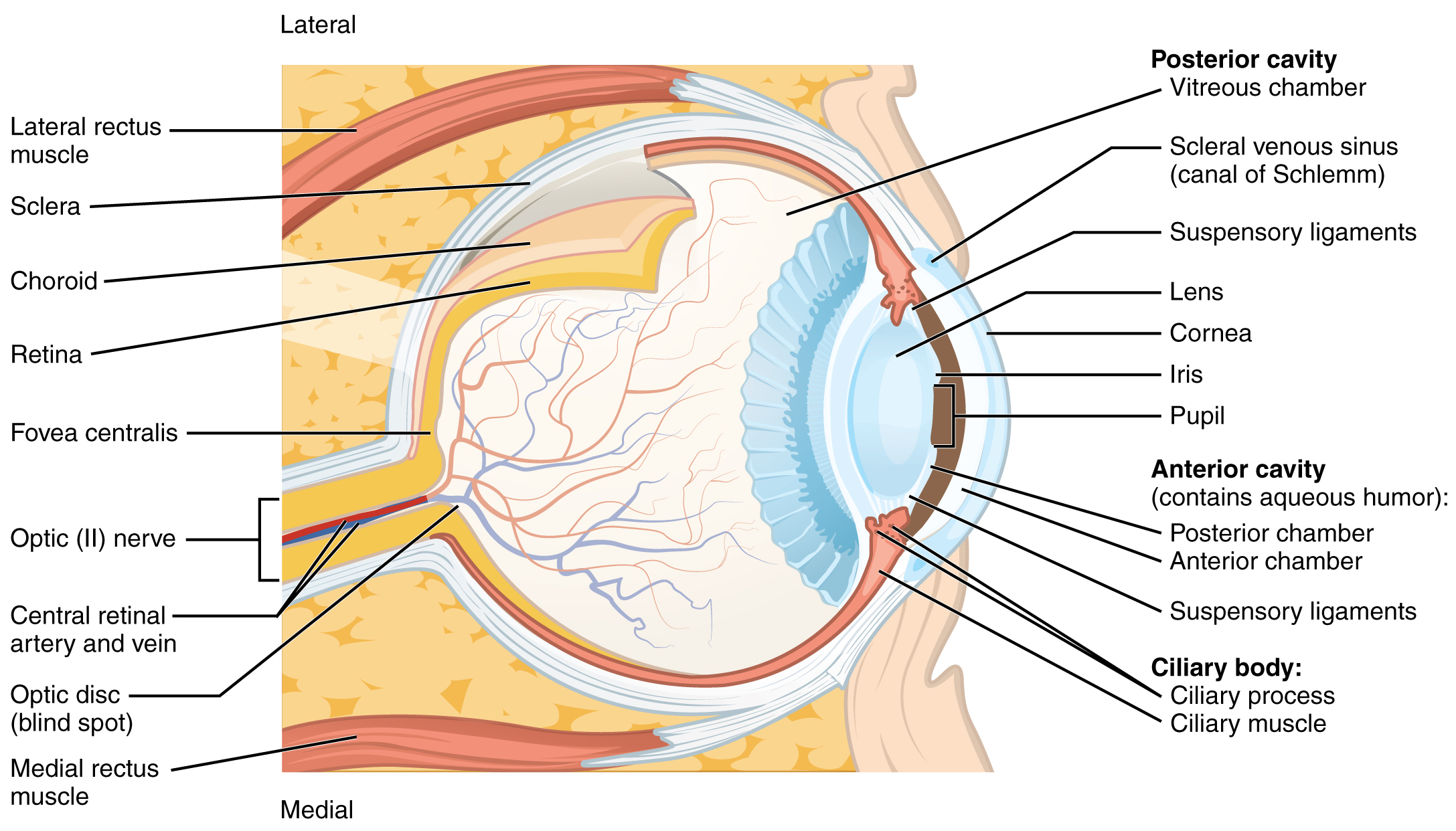 Cross-sectional diagram of the human eye labeled with anatomical structures, highlighting the retina, lens, cornea, optic nerve, and chambers&mdash;key elements in understanding the science of LASIK and vision correction.