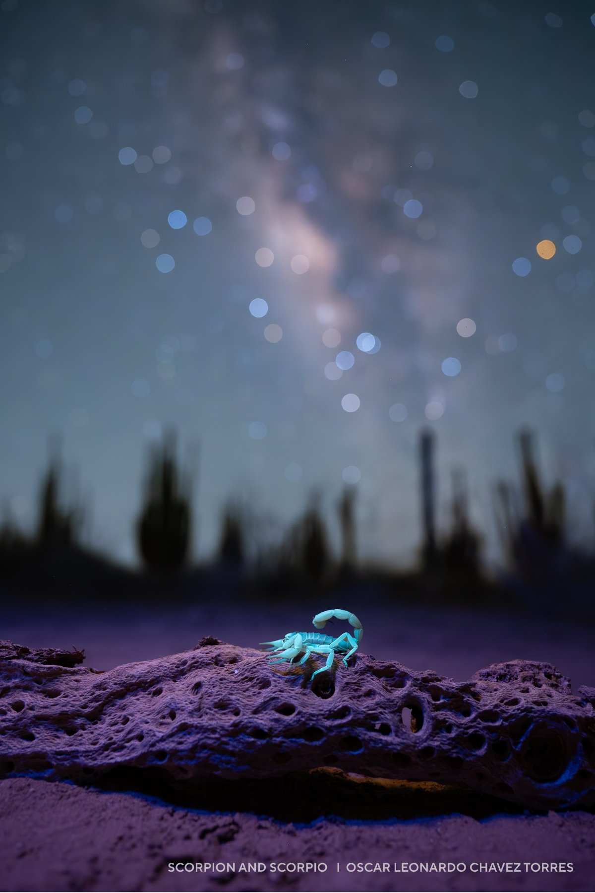 A fluorescent scorpion glows on a rock beneath a star-filled 2025 night sky and the Milky Way, with silhouettes of cacti creating a striking desert backdrop.