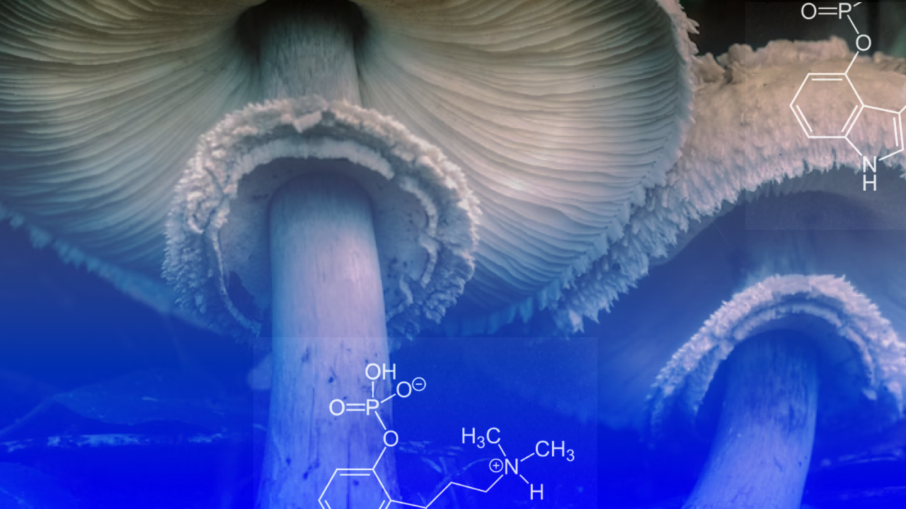 Close-up view of mushroom gills with overlaid chemical structure diagrams, including molecular formulas and lines, set against a blue-tinted background.
