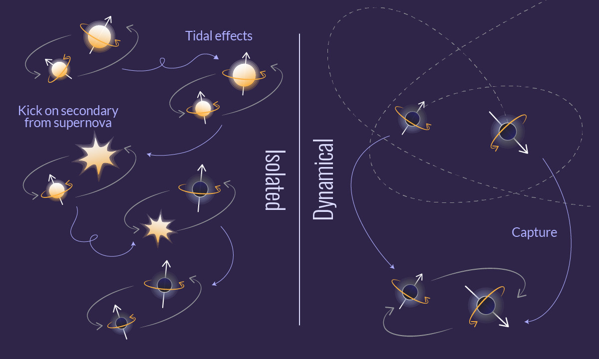 Diagram illustrating isolated and dynamical formation pathways of binary black holes&mdash;highlighting supernova kicks, tidal effects, and captures&mdash;with labeled arrows. This relates to LIGO triples black hole haul discoveries.