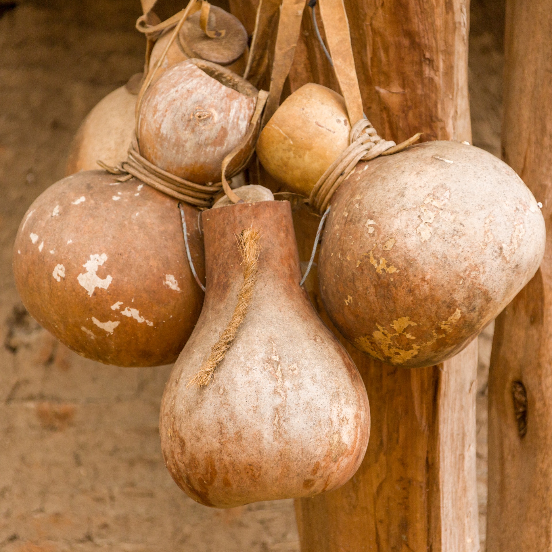 Several dried calabash gourds with mottled surfaces are hanging by ropes from a wooden post, inviting scientists to ponder the possibility of nature&rsquo;s artistry&mdash;some even see a touch of God in their unique shapes.