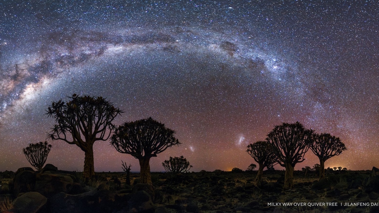 Silhouetted quiver trees under a starry night sky, with the Milky Way forming a bright arc above the horizon—perfect for fans of stunning 2025 night sky images.