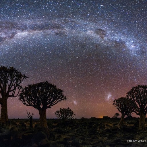 Silhouetted quiver trees under a starry night sky, with the Milky Way forming a bright arc above the horizon—perfect for fans of stunning 2025 night sky images.