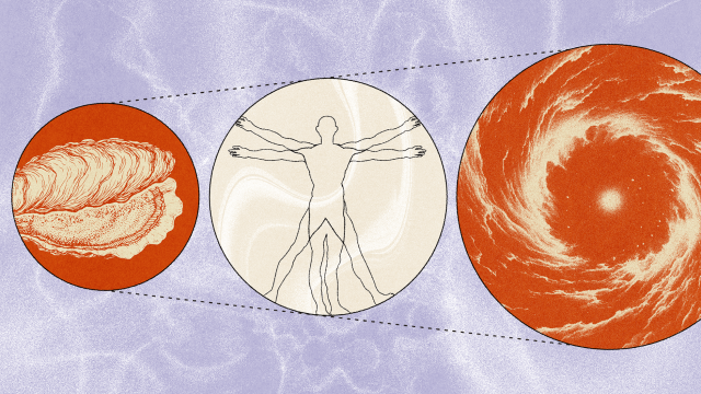 Three circles show, from left to right, an oyster shell, a Vitruvian-style human figure, and a swirling spiral, linked together on a textured lavender background.