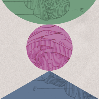 A geometric composition with green, pink, and blue overlapping shapes, each containing intricate, vintage anatomical line drawings on a textured background.