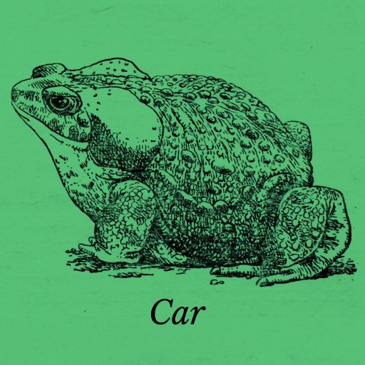 A detailed black and white illustration of a toad on a green background, with the word "Car" written below it.