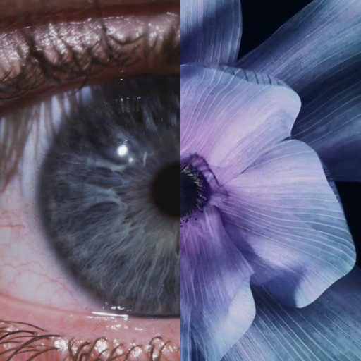 Close-up split image showing the left half of a human eye and the right half of a purple flower, highlighting the detail and texture of both subjects.
