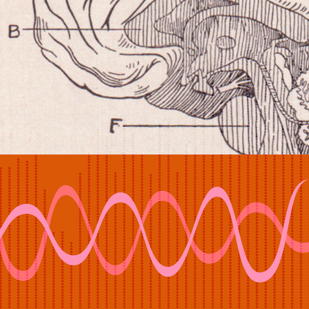 Illustration of a human ear cross-section above, with a pink sound wave graphic on a red background below.