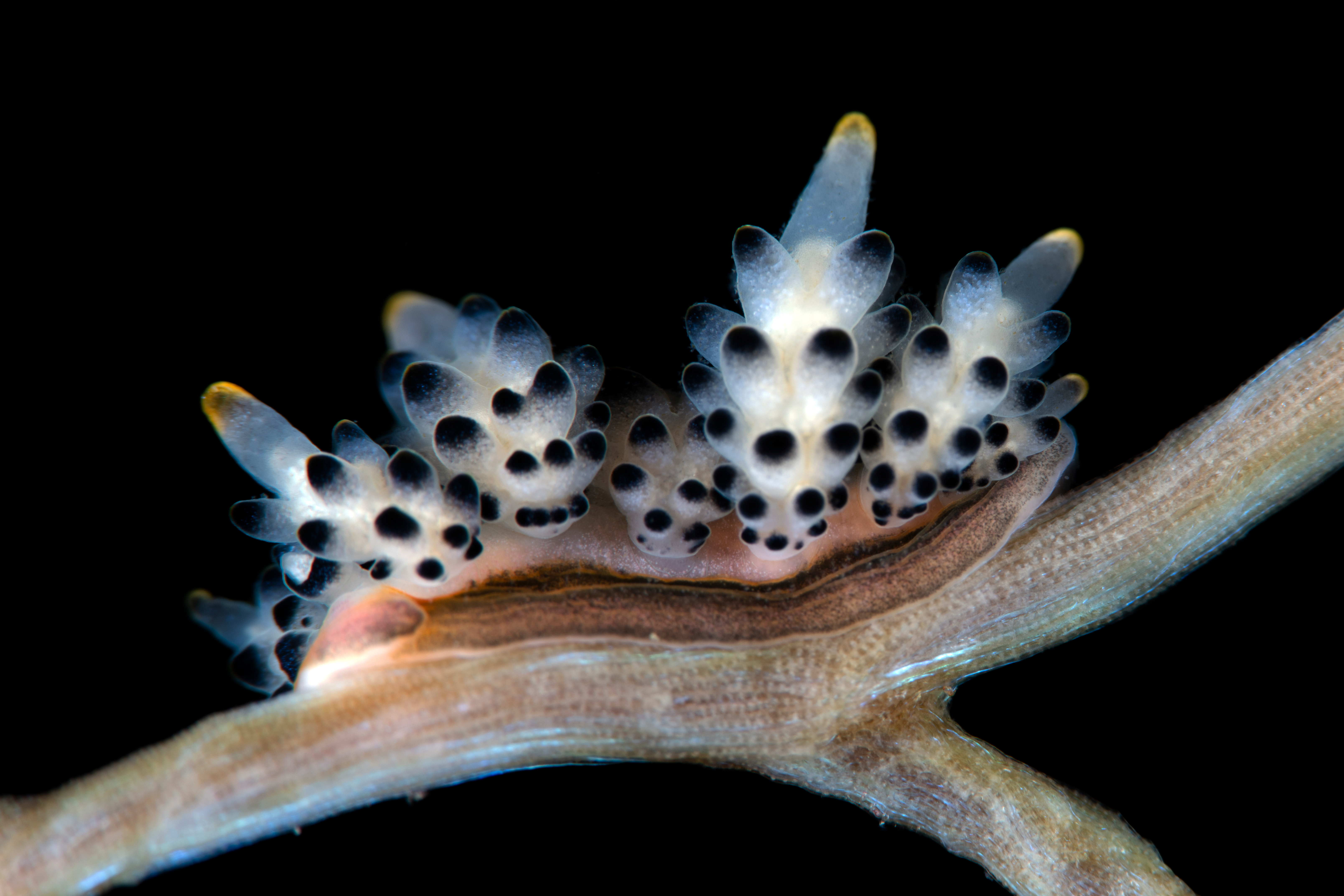 A close-up of a spotted nudibranch with translucent, pointed cerata on a brown underwater branch against a black background, inviting reflection on the intricate nature of consciousness in marine life.