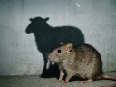 A rat stands on a concrete floor, casting a shadow on the wall that resembles the shape of a sheep.