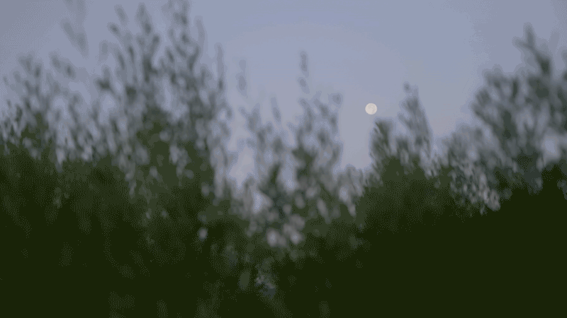 Out-of-focus trees in the foreground with a clear full moon visible in the dusk sky, evoking a scene worthy of tristan gooley’s natural navigation.