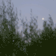 Out-of-focus trees in the foreground with a clear full moon visible in the dusk sky, evoking a scene worthy of tristan gooley’s natural navigation.