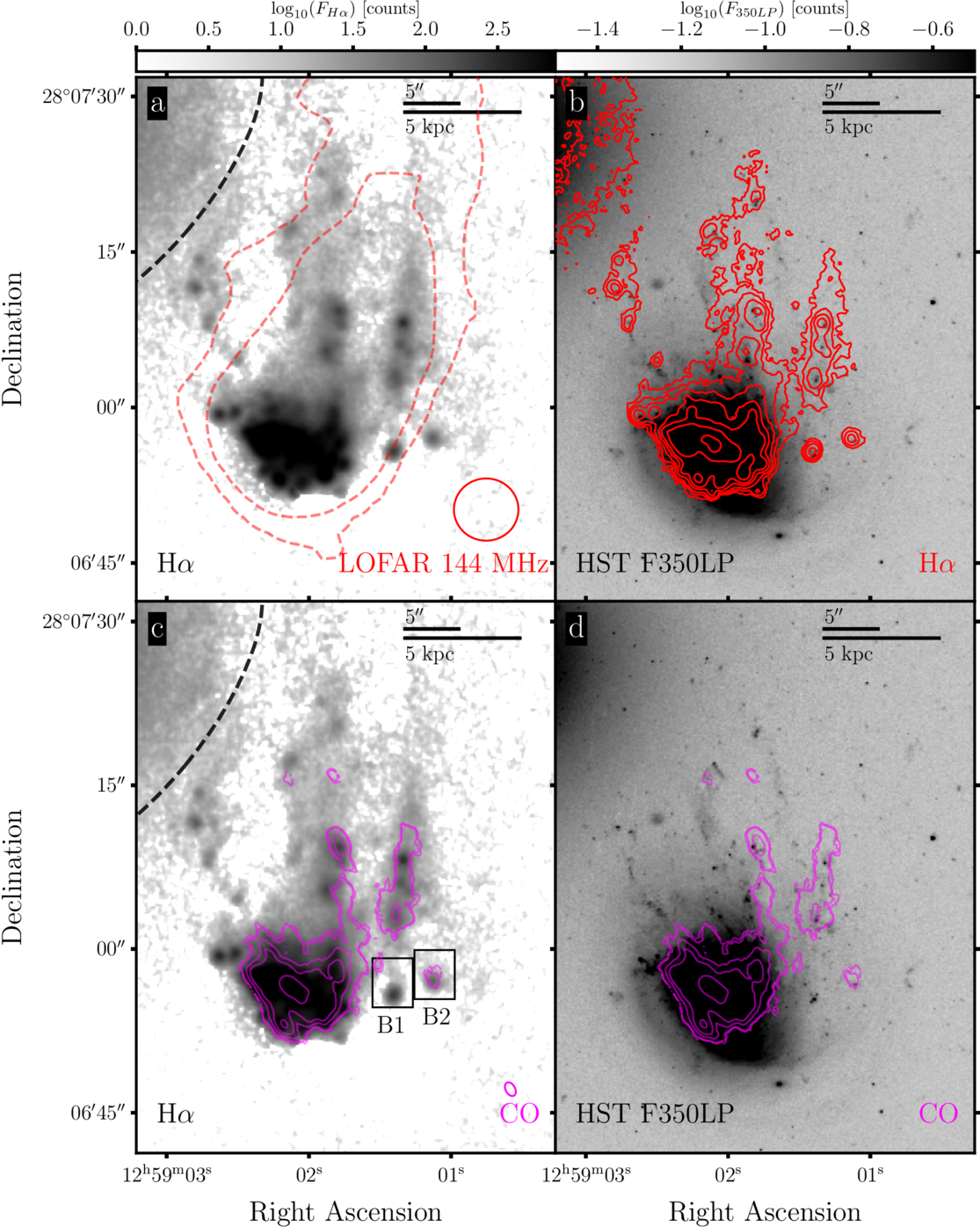 Four astronomical images display a jellyfish galaxy with radio (red) and CO (purple) contours overlaid on grayscale H&alpha; and optical backgrounds, annotated with labels and scale bars.