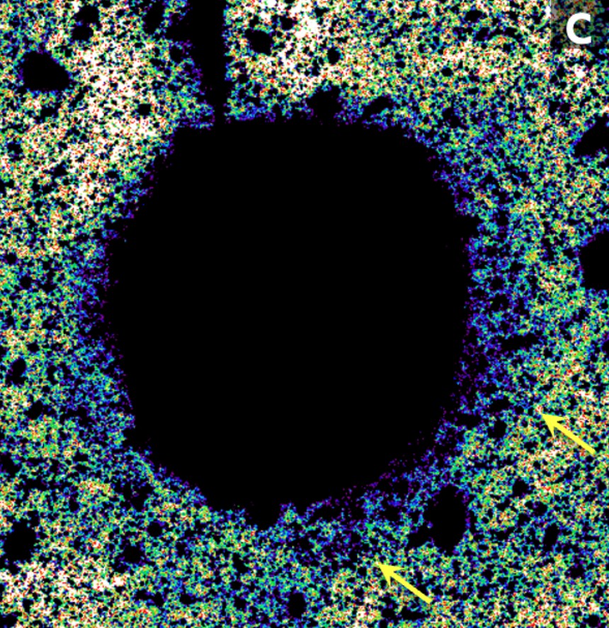 Microscopic image showing a large, irregular black hole at the center surrounded by densely clustered, multicolored particles; two yellow arrows point to features near the edge resembling a stellar stream escaping galaxy.