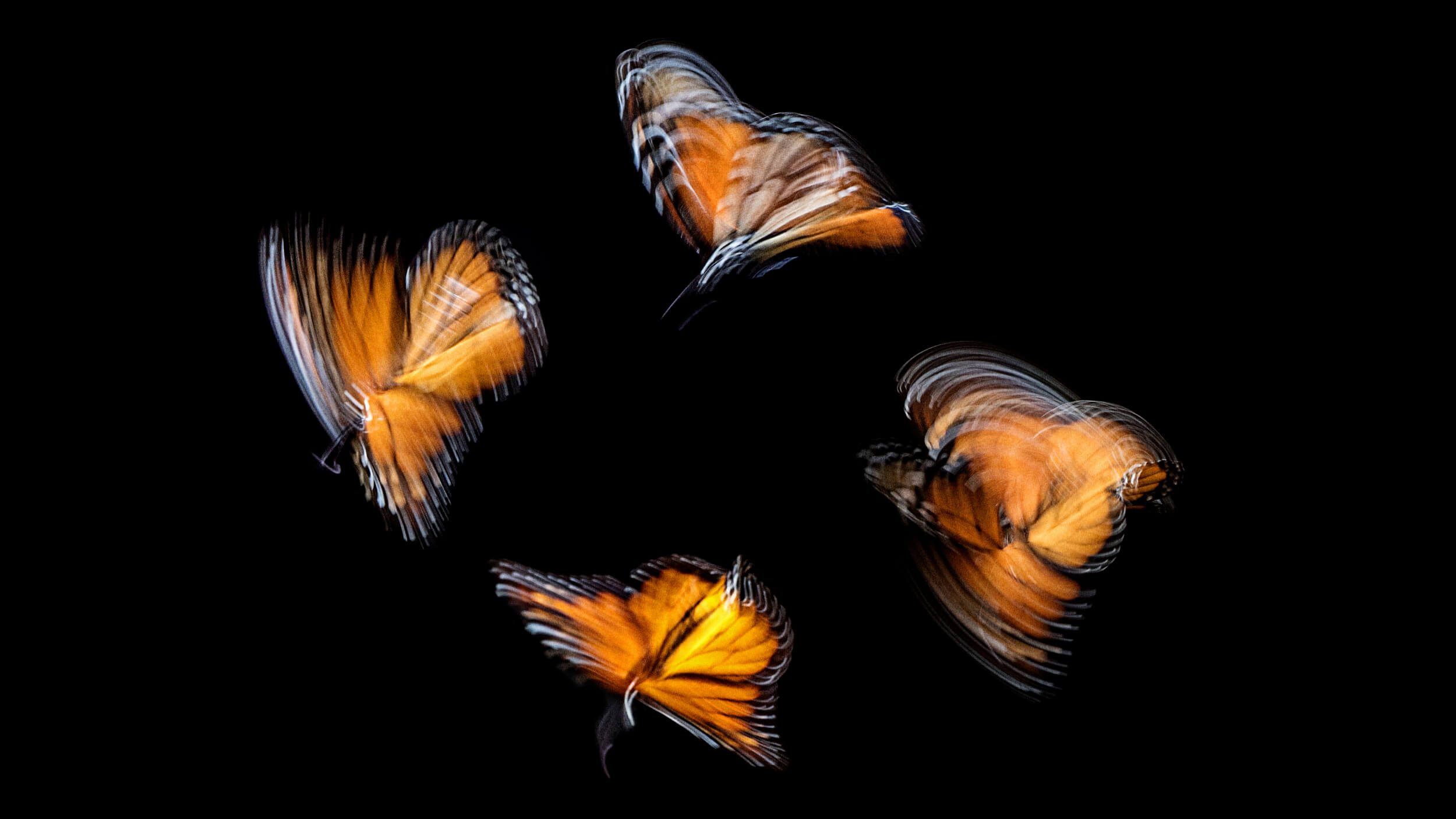 A sequence of four orange and black butterflies in motion, captured against a black background, their blurred wings a graceful display of butterfly wisdom in flight.