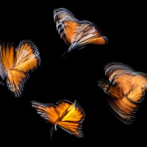 A sequence of four orange and black butterflies in motion, captured against a black background, their blurred wings a graceful display of butterfly wisdom in flight.