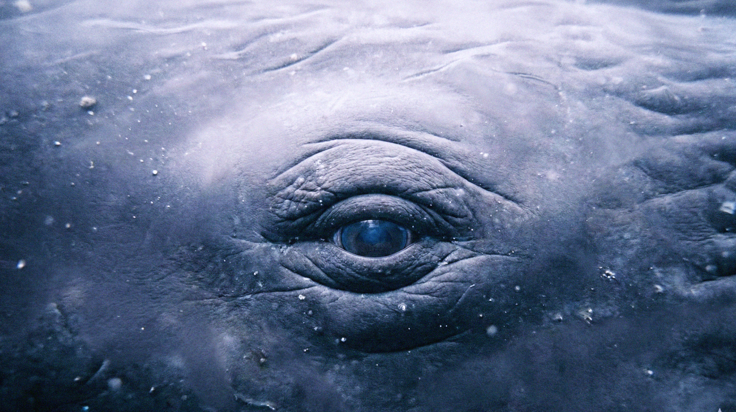 Close-up of a whale's eye underwater, showing textured skin and small white spots.