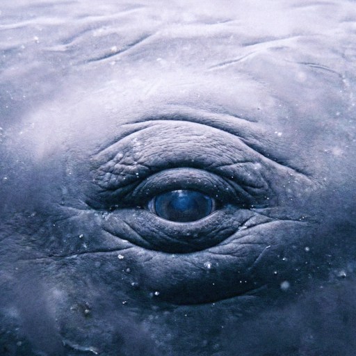 Close-up of a whale's eye underwater, showing textured skin and small white spots.