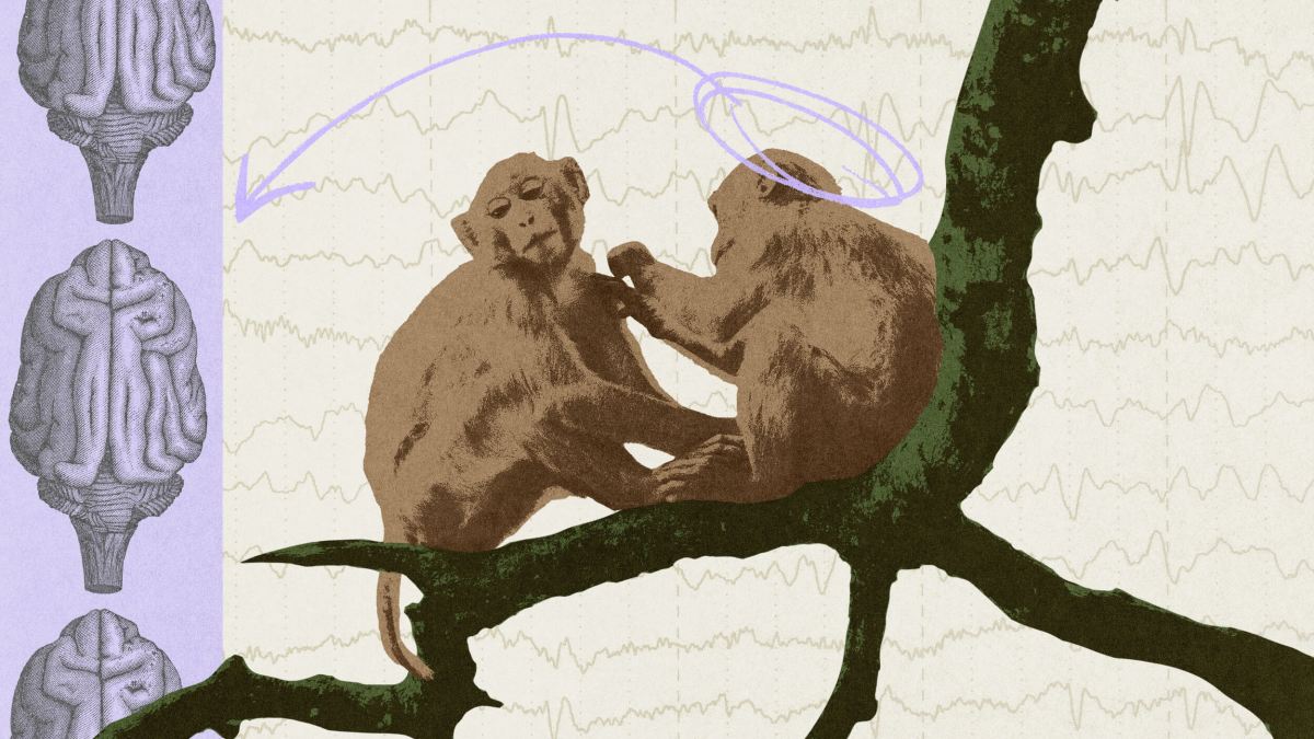 Two monkeys sit on a tree branch interacting, with brain diagrams and EEG waveforms in the background, one with a purple arrow pointing to its head.