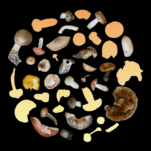 Top-down view of assorted wild mushrooms arranged in a circle with beige and orange cutout shapes on a black background.
