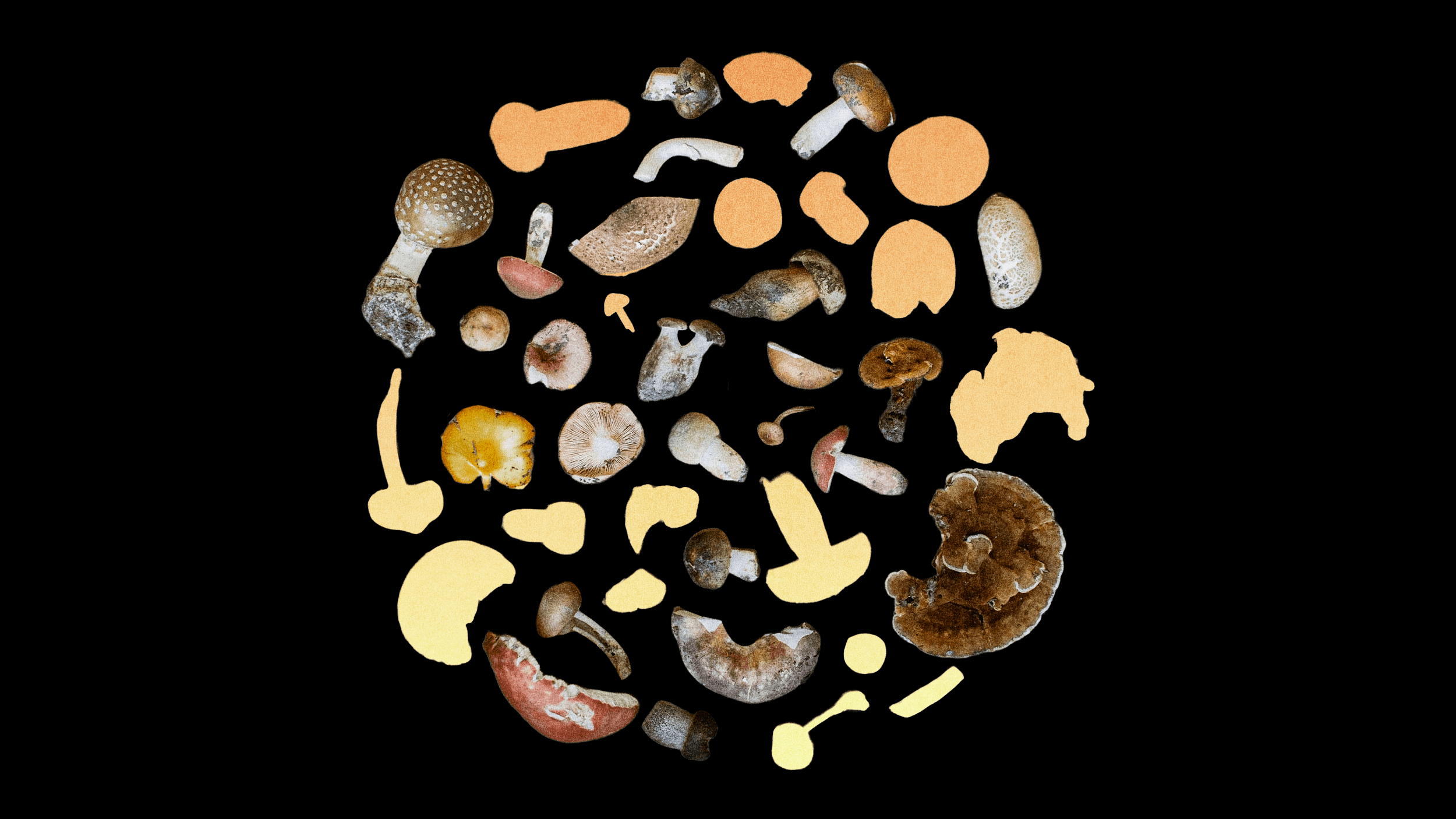 Top-down view of assorted wild mushrooms arranged in a circle with beige and orange cutout shapes on a black background.