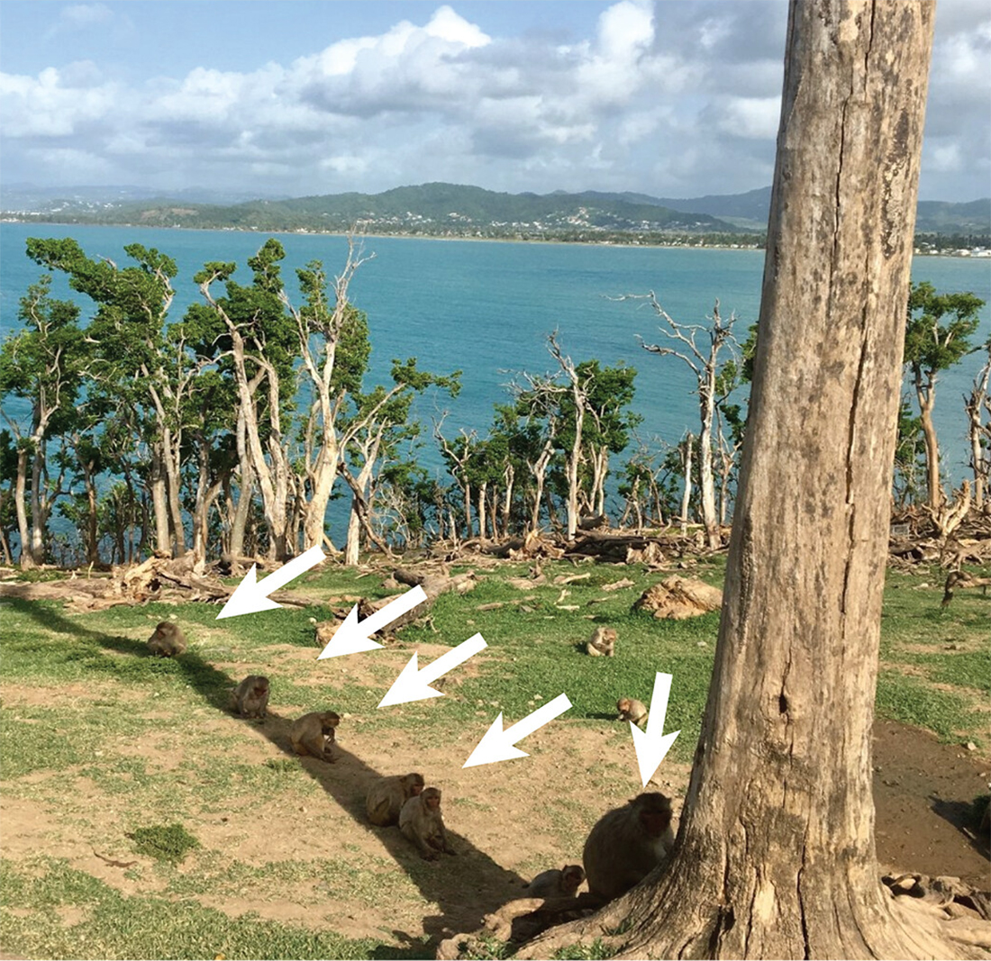 Several monkeys sit and walk on a grassy area with sparse trees near a large body of water, and white arrows point toward the monkeys.