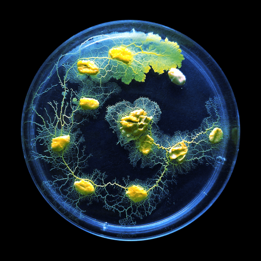 A petri dish containing smart slime mold with branching vein-like structures, viewed from above against a black background.