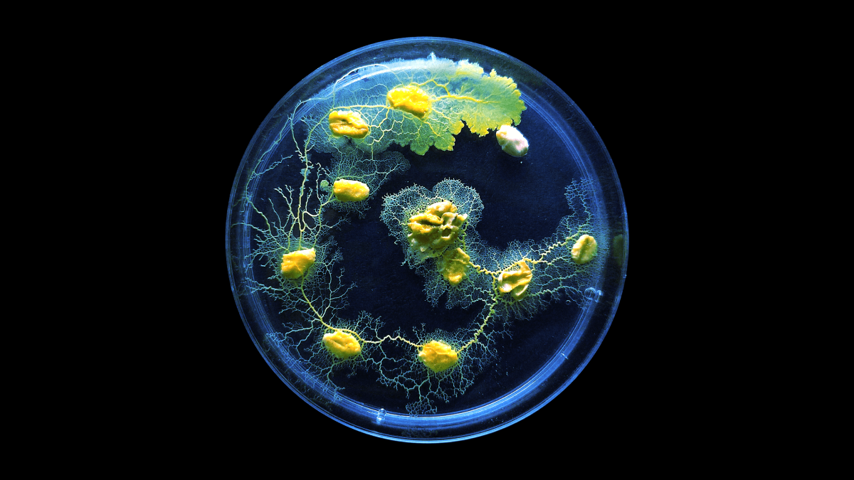 A petri dish containing smart slime mold with branching vein-like structures, viewed from above against a black background.