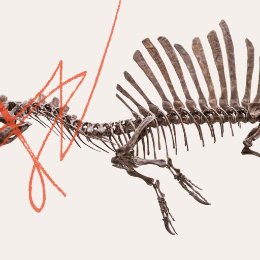 A spinosaurus skeleton with tall back spines is shown in profile; its head is crossed out with a red scribble.