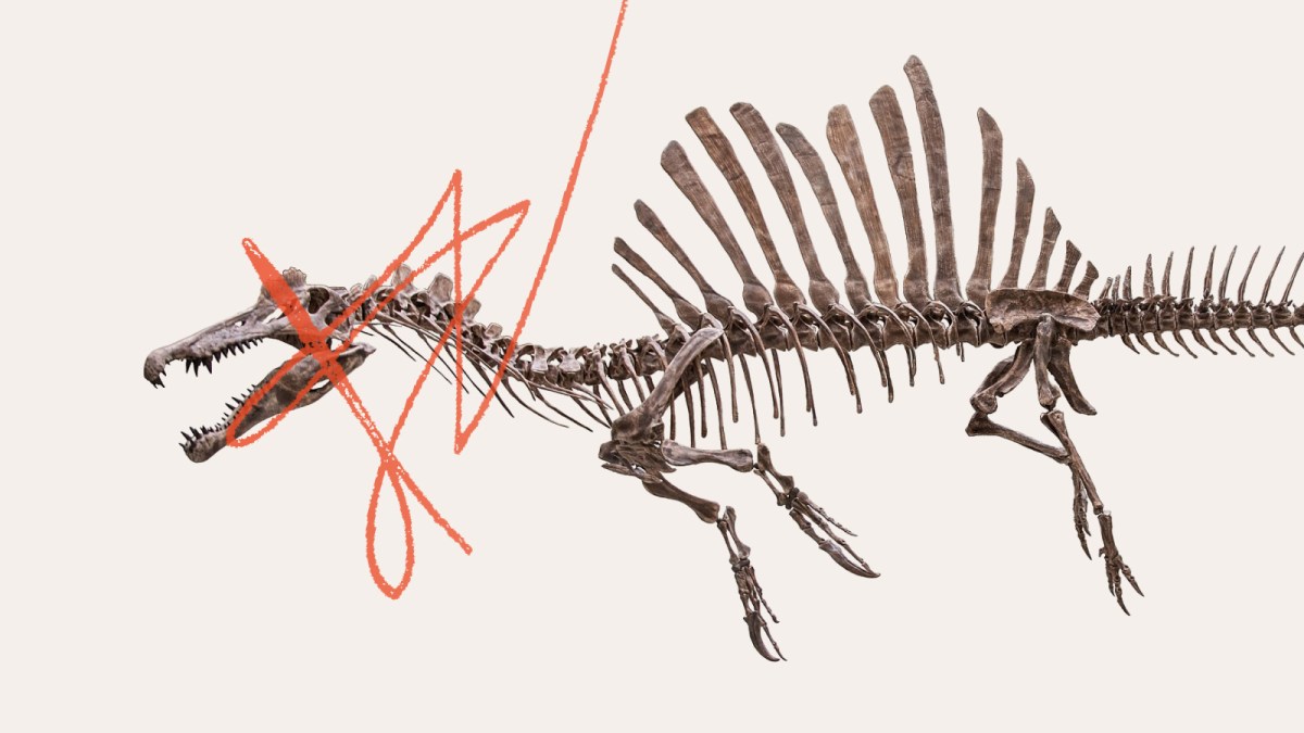 A spinosaurus skeleton with tall back spines is shown in profile; its head is crossed out with a red scribble.