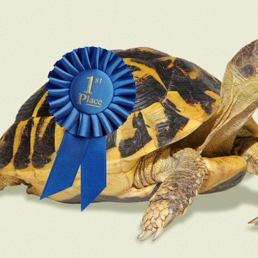 A tortoise wearing a blue "1st Place" ribbon on its shell, posed against a plain light background.