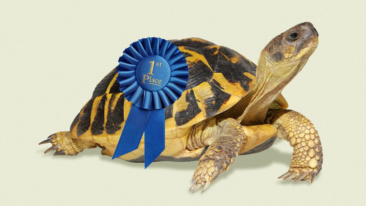 A tortoise wearing a blue "1st Place" ribbon on its shell, posed against a plain light background.