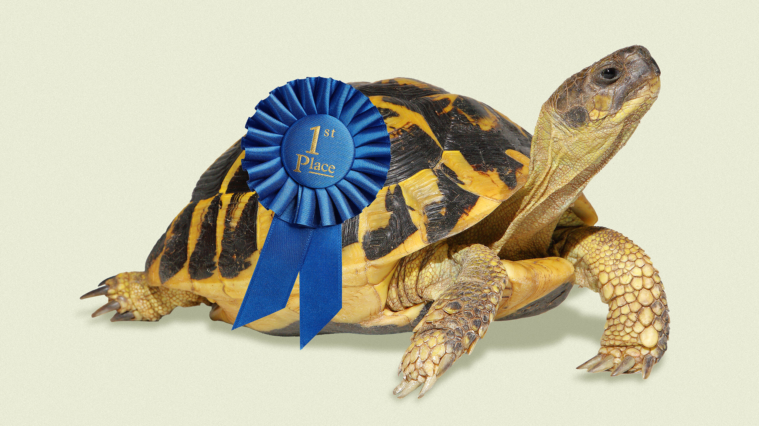 A tortoise wearing a blue "1st Place" ribbon on its shell, posed against a plain light background.