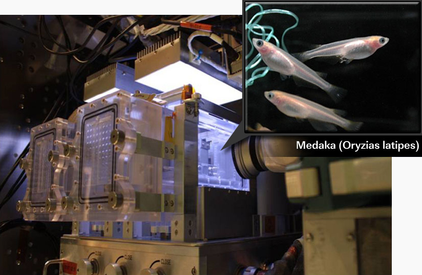 Laboratory setup with transparent containers and equipment; inset shows three Medaka fish (Oryzias latipes) labeled in the upper right corner.