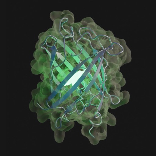 A 3D model of a green fluorescent protein (GFP) structure, showing beta sheets and an outer transparent molecular surface against a black background.
