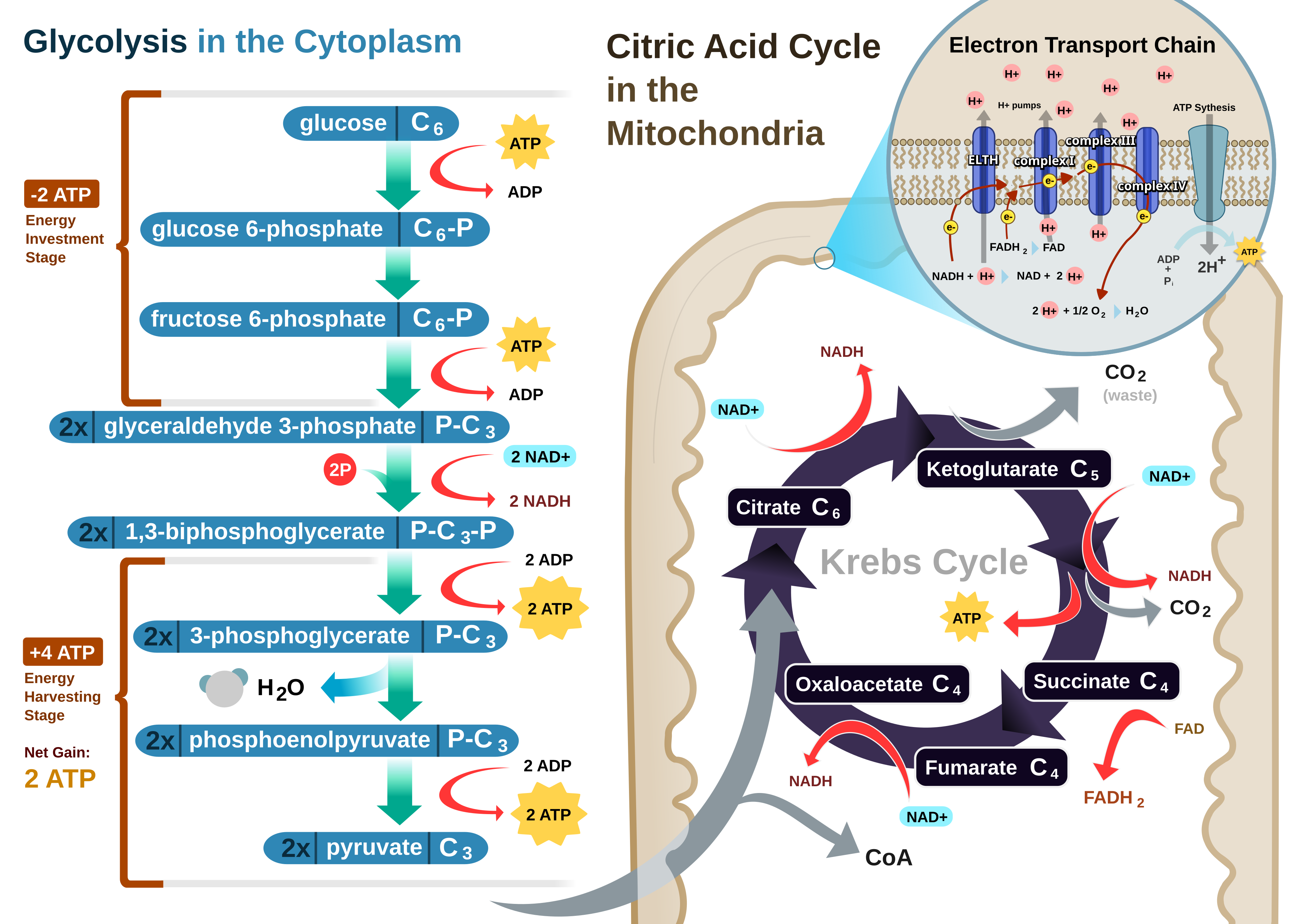 Diagram illustrating glycolysis in the cytoplasm, citric acid (Krebs) cycle, and electron transport chain in the mitochondria, highlighting key molecules, enzymes, ATP production steps, and energy efficient physics of cellular respiration.