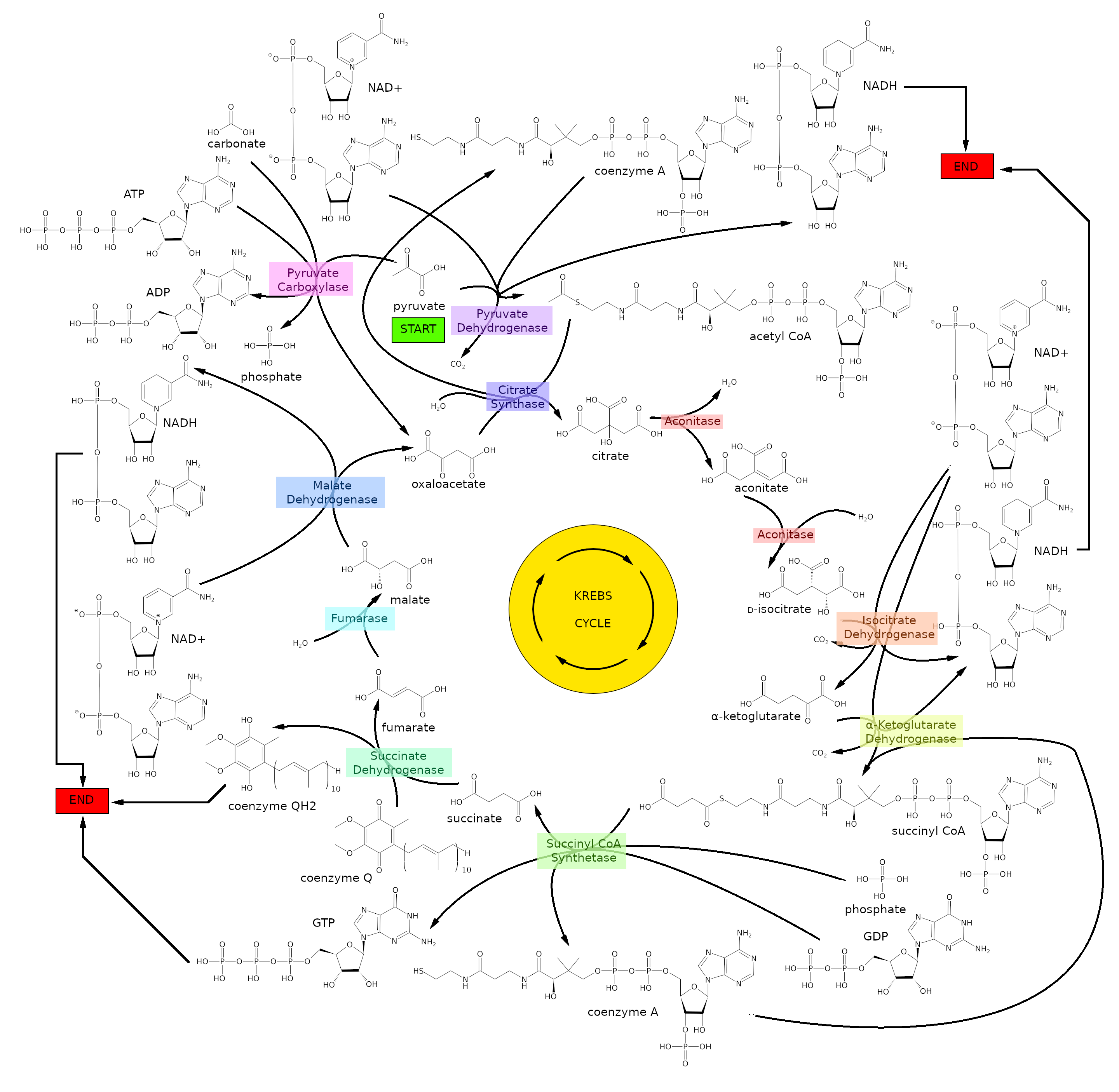 Diagram of the Krebs cycle showing chemical structures, enzyme names, and arrows indicating the flow of molecules and reactions, highlighting the energy efficient physics behind cellular respiration.