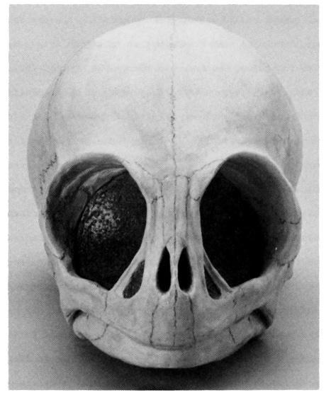 A black and white photo of a bird skull viewed from the front, showing large eye sockets and distinct nasal openings, evokes themes of speculative evolution.