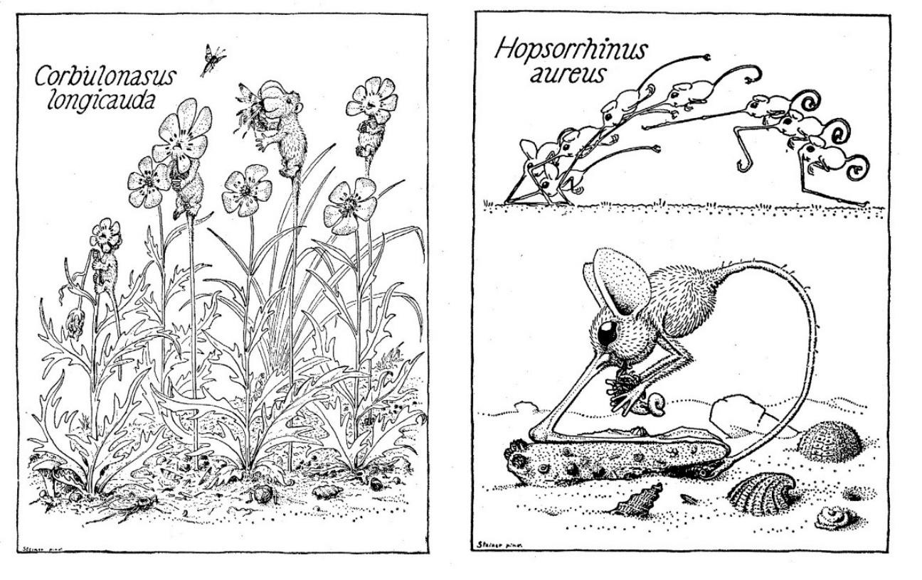 Black and white illustration in the style of speculative evolution depicts two fictional species: Corbulonasus longicauda, a plant with long flowers and insects, and Hopsorrhinus aureus, a rodent-like animal seen near shells.