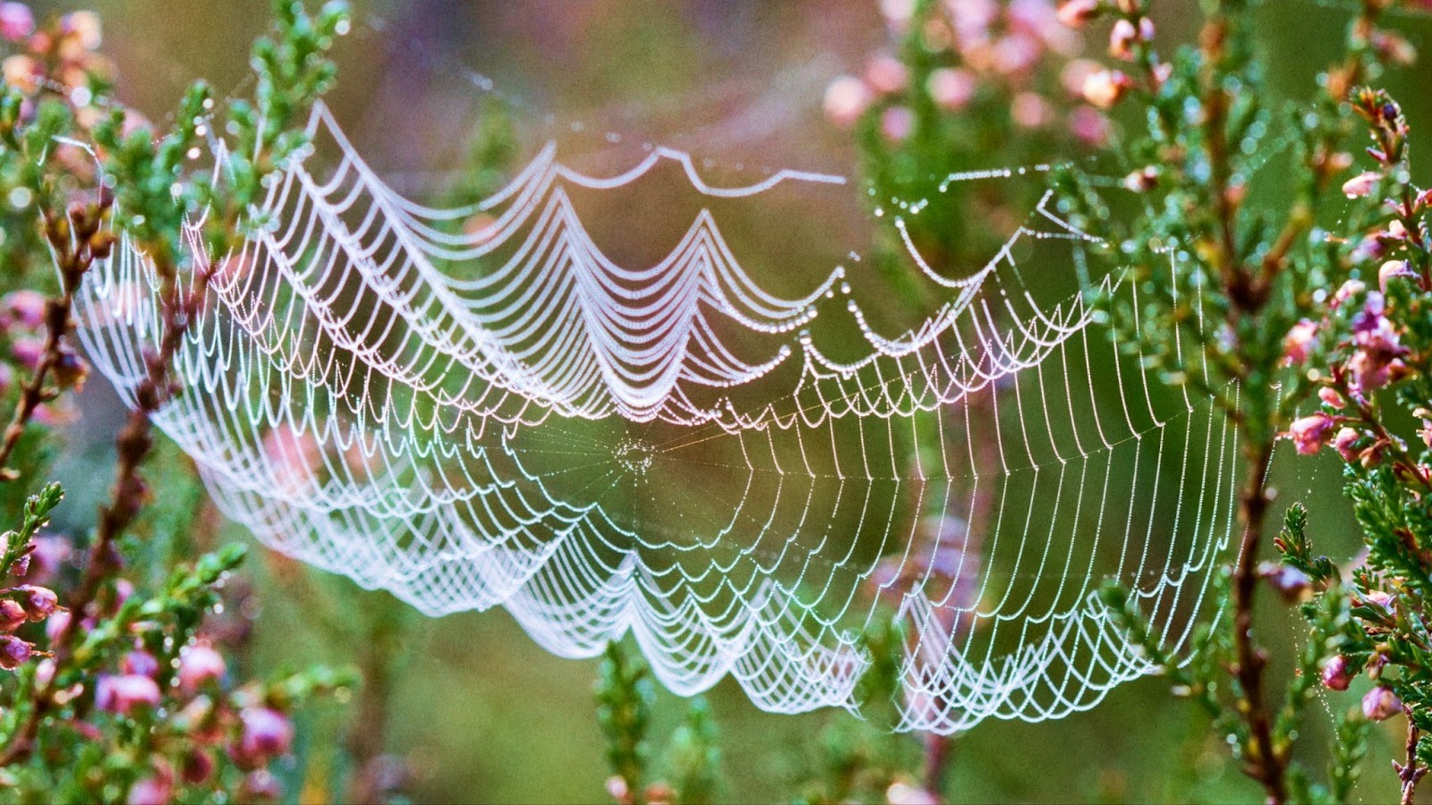A spider web with dew on it.