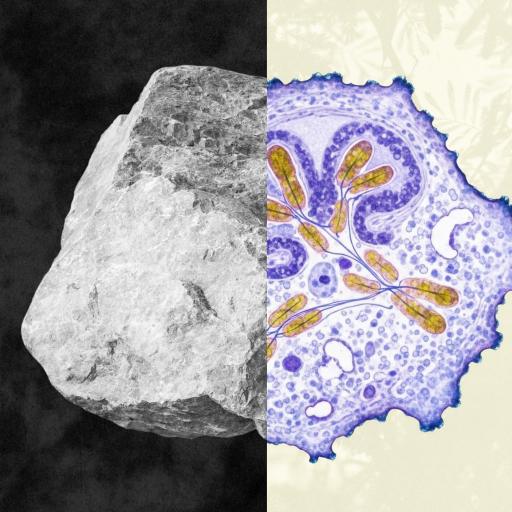A split image explores the nature of life, with a gray rock on a dark background on the left and a colored microscopic view of a cell—hinting at intelligence—in vivid detail on the right.
