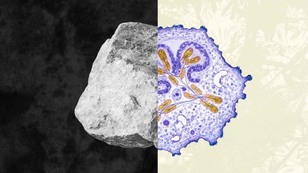A split image explores the nature of life, with a gray rock on a dark background on the left and a colored microscopic view of a cell—hinting at intelligence—in vivid detail on the right.