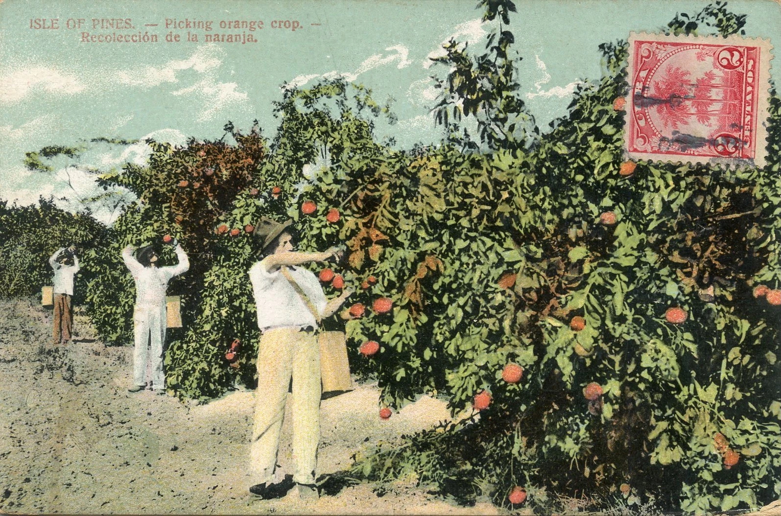 Four people are picking oranges from large trees, placing the fruit into baskets strapped to their waists. Text at the top reads, "ISLE OF PINES. &mdash; Picking orange crop. Recolecci&oacute;n de la naranja.