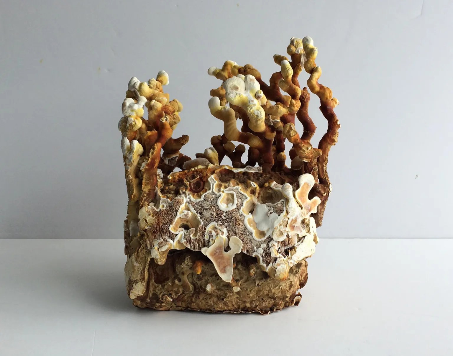 A block of brown and white mycelium with branching, coral-like fungi growth against a plain light gray background.