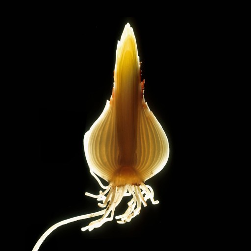 A sliced onion bulb with roots and stem, illuminated from behind and set against a black background, resembles the delicate layers of daffodils in bloom.